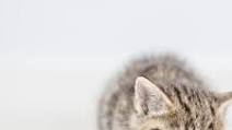 Chicken and Salmon-Based Raw Kitten and Cat Food Recipe Chicken and Salmon-Based Raw Kitten and Cat Food Recipe