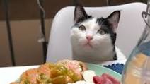 11 Easy Homemade Cat Food Recipes For Your Furry Pals 11 Easy Homemade Cat Food Recipes For Your Furry Pals