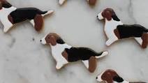 Beagle Cookies Beagle Cookies