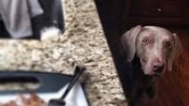 Homemade raw dog food Homemade raw dog food