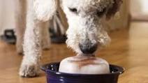 Doggy Ice Treats Doggy Ice Treats