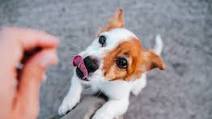 The One Homemade Treat Everyone Is Trying for Their Pets The One Homemade Treat Everyone Is Trying for Their Pets
