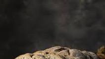 Easy whole wheat walnut - raisin bread (Vegan) Easy whole wheat walnut - raisin bread (Vegan)