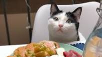 11 Easy Homemade Cat Food Recipes For Your Furry Pals 11 Easy Homemade Cat Food Recipes For Your Furry Pals