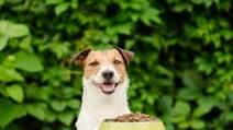 Rosemary & Turkey Homemade Dog Food Rosemary & Turkey Homemade Dog Food
