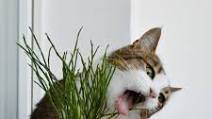 11 Easy Homemade Cat Food Recipes For Your Furry Pals 11 Easy Homemade Cat Food Recipes For Your Furry Pals
