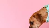 Healthy Birthday Cake For Dogs Healthy Birthday Cake For Dogs