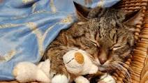 Caring for Your Senior Cat Caring for Your Senior Cat
