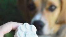 Frozen Dog Treats (Mint FroYo for Fresh Breath!) Frozen Dog Treats (Mint FroYo for Fresh Breath!)