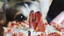 Sweet and Salty Dog Birthday Cake Sweet and Salty Dog Birthday Cake