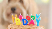 Dog Birthday Cake Recipe For Your Furry Friend Dog Birthday Cake Recipe For Your Furry Friend