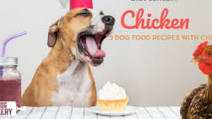 3 Healthy Homemade Dog Food Recipes With Chicken to Spoil Your Dog With 3 Healthy Homemade Dog Food Recipes With Chicken to Spoil Your Dog With