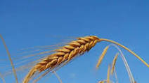 Bread Machine - Rye Bread Bread Machine - Rye Bread