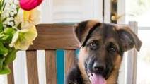 Pupcakes (Dog Cupcakes!) Pupcakes (Dog Cupcakes!)