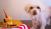 A Dog Birthday Cake! A Dog Birthday Cake!