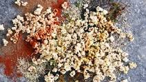 Seasoned Popcorn Seasoned Popcorn