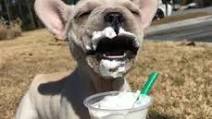 Starbucks Secret Menu Puppuccino Recipe Starbucks Secret Menu Puppuccino Recipe