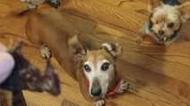 Dehydrated Dog Treats; Easy Recipe Liver Jerky Dehydrated Dog Treats; Easy Recipe Liver Jerky