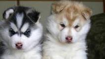 herbal medicine chest for your pet herbal medicine chest for your pet