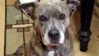 Homemade Dog Food Recipes for Senior Dogs Homemade Dog Food Recipes for Senior Dogs