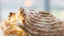 Easiest Sourdough Bread Recipe (No-Knead Sourdough) Easiest Sourdough Bread Recipe (No-Knead Sourdough)