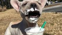 Starbucks Secret Menu Puppuccino Recipe Starbucks Secret Menu Puppuccino Recipe