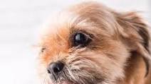 Peanut Butter Dog Ice Cream Peanut Butter Dog Ice Cream