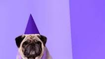 Best Dog-Friendly Icing That Hardens Recipe Best Dog-Friendly Icing That Hardens Recipe