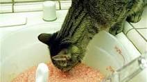 Recipes For Homemade Cat Food For Senior Cats Recipes For Homemade Cat Food For Senior Cats