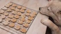 Sweet Potato And Apple Dog Treats Sweet Potato And Apple Dog Treats