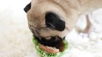 Peanut-Honey Pupcakes Peanut-Honey Pupcakes