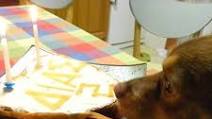 Apple and Banana Olive Oil Doggie Birthday Cake Apple and Banana Olive Oil Doggie Birthday Cake