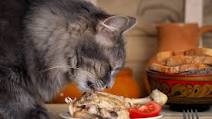 Chicken & Tuna Senior Cat Food Chicken & Tuna Senior Cat Food