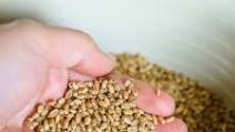 Making Sprouted Flour Making Sprouted Flour