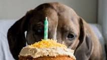 Mini Dog Birthday Cake Mini Dog Birthday Cake