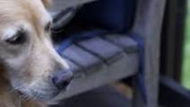 Single Dog Cake Recipe (Grain Free) Single Dog Cake Recipe (Grain Free)