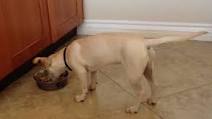 Homemade Dog Food in the Crockpot Homemade Dog Food in the Crockpot