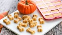 Frosty Pumpkin Dog Treats Frosty Pumpkin Dog Treats