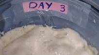 No Commercial Yeast Starter No Commercial Yeast Starter