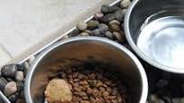 Homemade raw dog food Homemade raw dog food