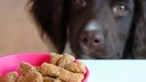 Dog Niblets Dog Niblets