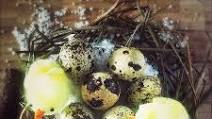 Chinese Salt Baked Quail Egg 鹽焗鵪鶉蛋 Chinese Salt Baked Quail Egg 鹽焗鵪鶉蛋